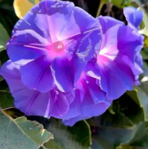 T2 Ensoleille Apartman